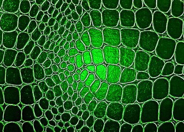 Yeşil timsah desenli arka plan