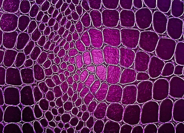 Фиолетовый кожаный фон или текстура, аллигатор — стоковое фото