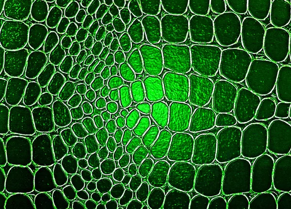 Yeşil timsah desenli arka plan