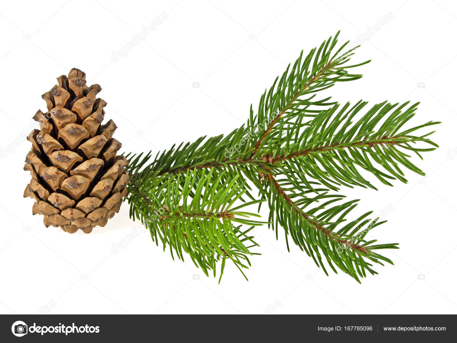 Branche de sapin et cône sur fond blanc, gros plan image libre de droit