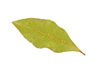 Beyaz bir arka plan üzerinde izole aromatik defne yaprağı