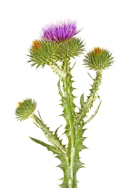 Thistle flower with leaves isolated on a white background — Stock Photo, Image