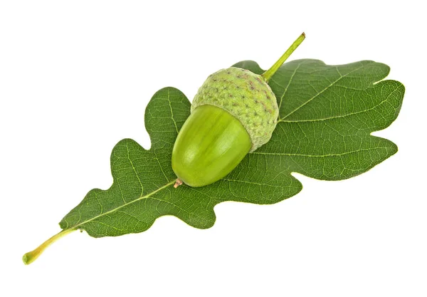 Green acorn with oak leaf isolated on a white background — Stock Photo, Image