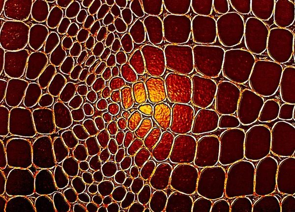 Fondo o textura de cuero marrón, caimán — Foto de Stock
