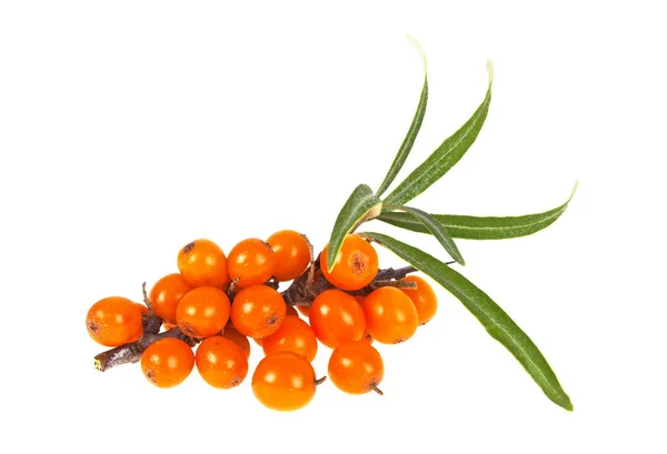Close up of fresh ripe sea buckthorns berries on a white backgro — Stock Photo, Image