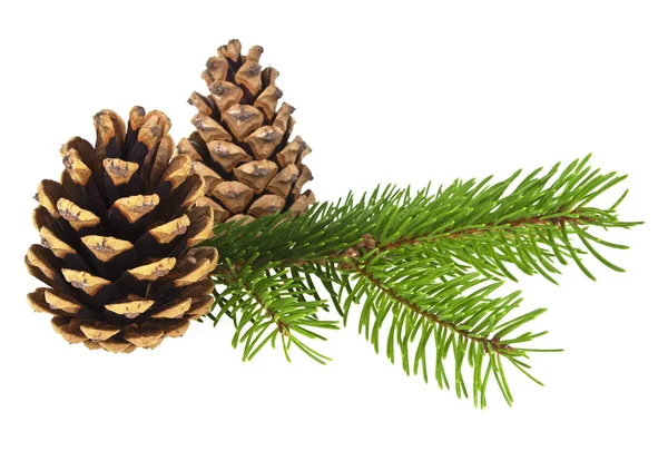 Fir tree branch and cones isolated on a white background — Stock Photo, Image