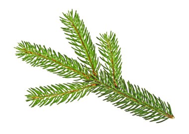 Beyaz bir arka plan üzerinde izole çam ağacı dalı