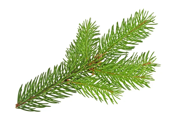 FIR tree twig isolerad på vit bakgrund — Stockfoto