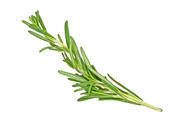 Twig of rosemary on a white background — Stock Photo, Image