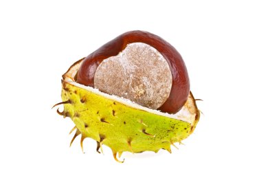 kabuk üzerinde beyaz bir arka plan ile kestane