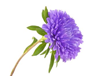 Aster çiçek beyaz zemin üzerine