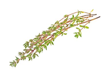 Beyaz bir arka plan üzerinde izole kekik fışkın