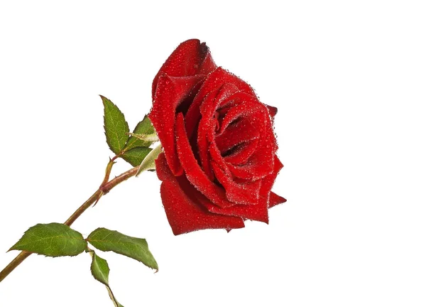 Schöne rote Rose mit Wassertropfen auf weißem Hintergrund — Stockfoto