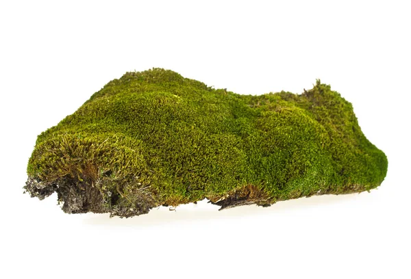 Зеленый мох на белом фоне — стоковое фото