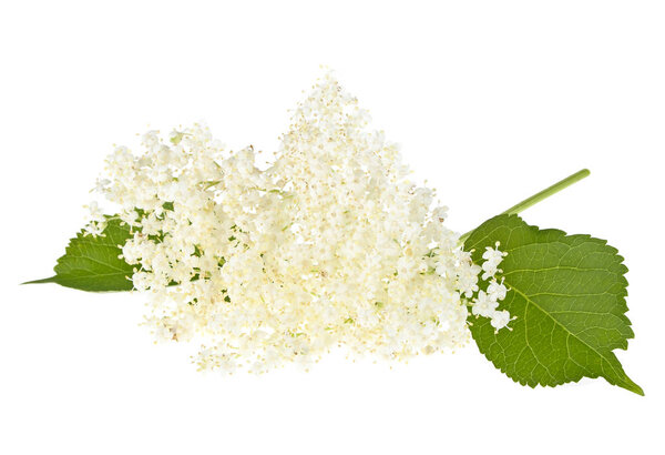 Elderberry flowers with leaves on a white background
