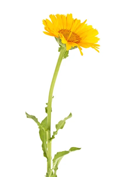 Calendula fiore su sfondo bianco — Foto Stock