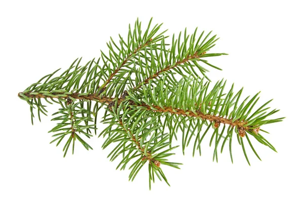 Beyaz arkaplanda ladin dalı