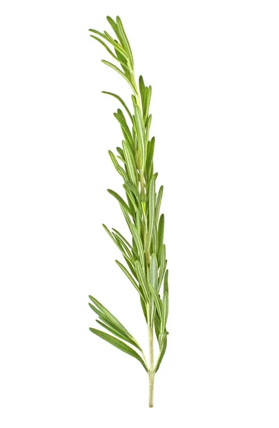 Single fresh rosemary twig isolated on a white background — Stock Photo, Image
