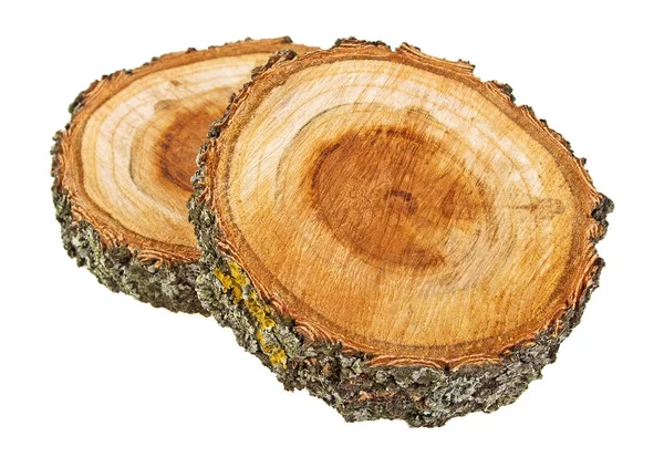 Cross section of tree trunk on a white background — Stock Photo, Image