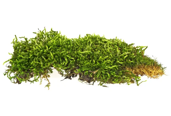Зеленый мох изолирован на белом фоне, крупным планом — стоковое фото
