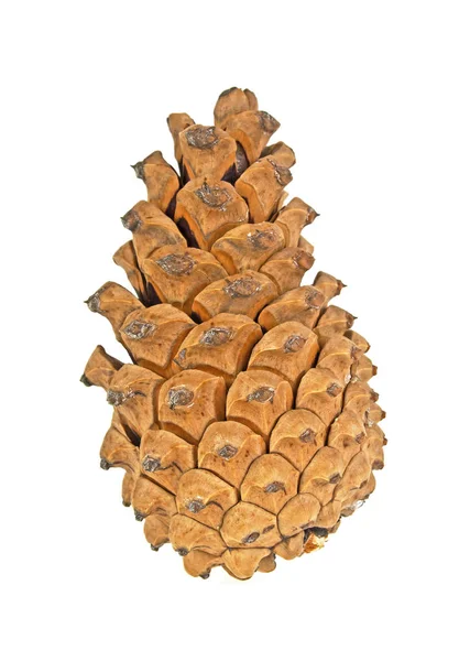 Single pine cone on white background — Stock Photo, Image