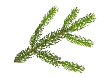 Beyaz arkaplanda izole edilmiş köknar dalı