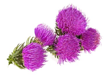 Beyaz bir arka plan üzerinde izole süt thistle çiçek