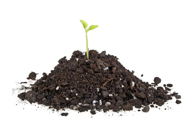 Гумусовая куча почвы с зеленым растением изолированы на белом фоне — стоковое фото