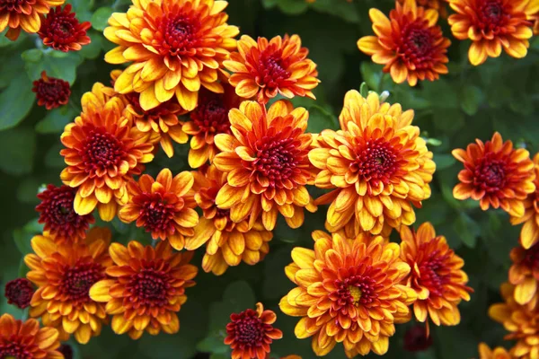 Schöne Chrysanthemenblüten. Chrysanthemen-Tapete. — Stockfoto