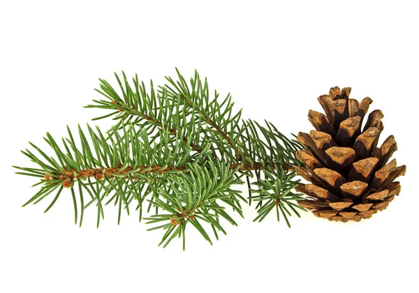 Branch of fir-tree and cone on a white background — Stock Photo, Image