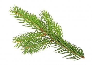 çam dalı beyaz arkaplanda izole edildi