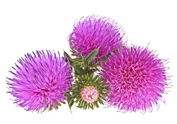 Blumen Distel isoliert auf weißem Hintergrund — Stockfoto