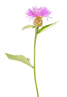 beyaz zemin üzerine Menekşe çiçek