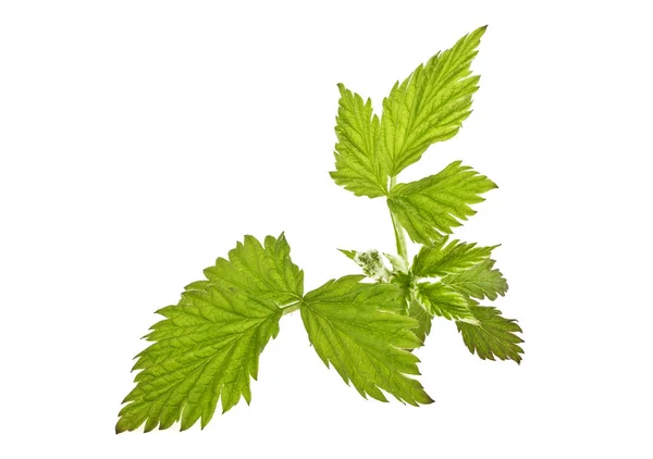 Hallon gröna blad isolerad på vit bakgrund — Stockfoto