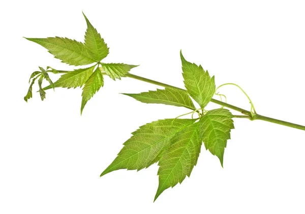 Feuilles vertes de raisins sauvages sur fond blanc — Photo