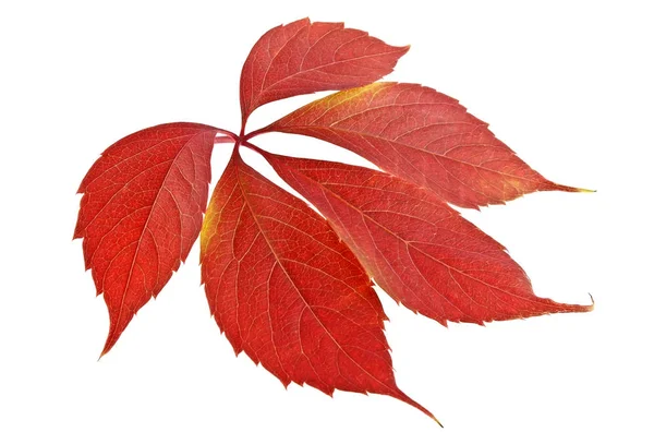 Rode herfstblad geïsoleerd op een witte achtergrond — Stockfoto