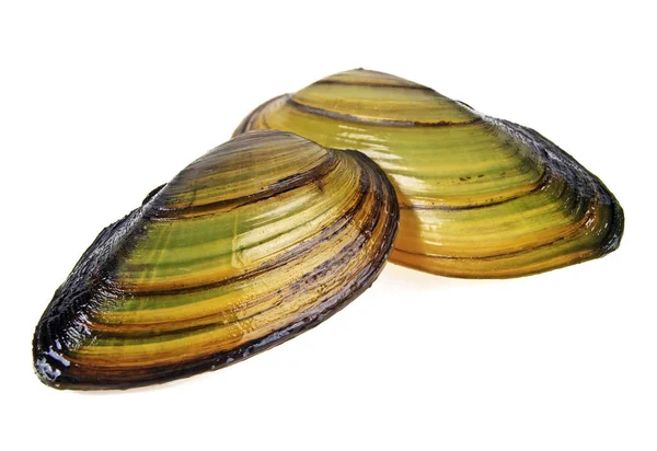 Two fresh clams on a white background — Stock Photo, Image