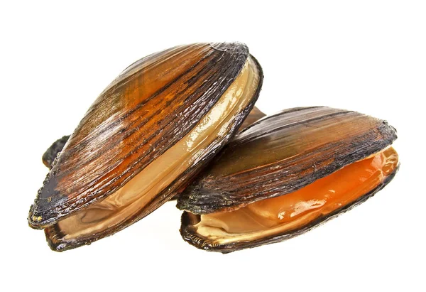 River mussels isolated on a white background — Stock Photo, Image