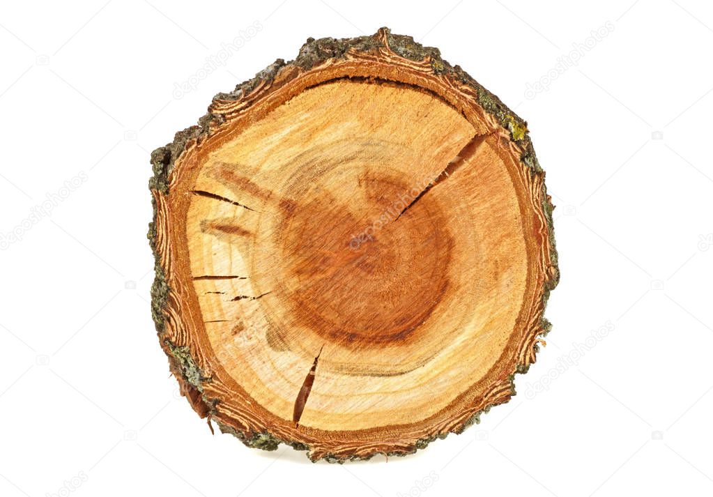Cross section of tree trunk isolated on white background. Aprico