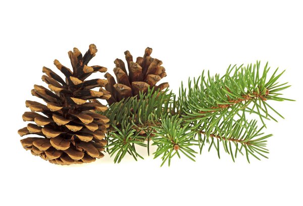 Two pine cones and fir branch on a white background