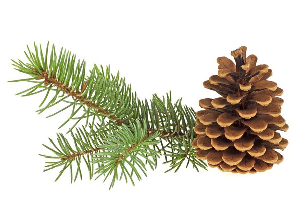 Branch of fir tree with fir cone on a white background