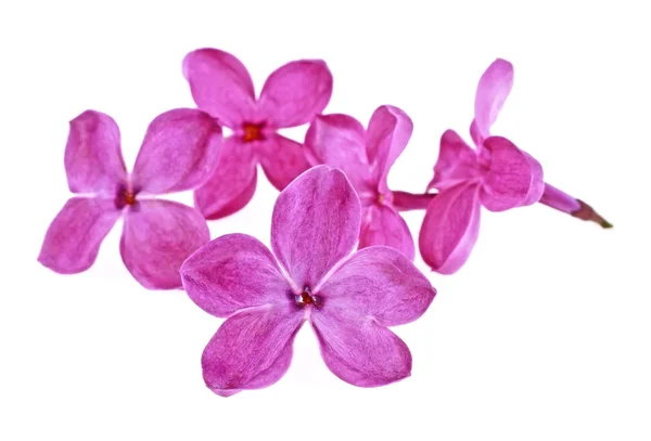 Violet lila bloemen geïsoleerd op een witte achtergrond, close-up — Stockfoto