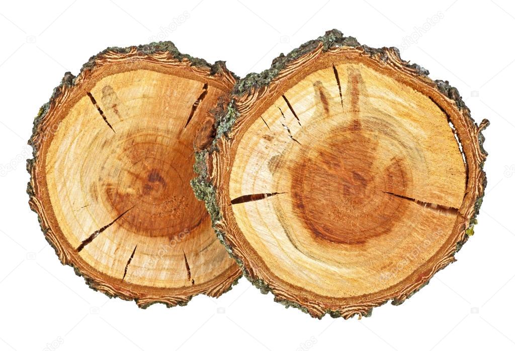 Cross section of tree trunk on a white background