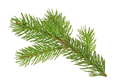 Beyaz arkaplanda çam ağacı dalı izole edildi