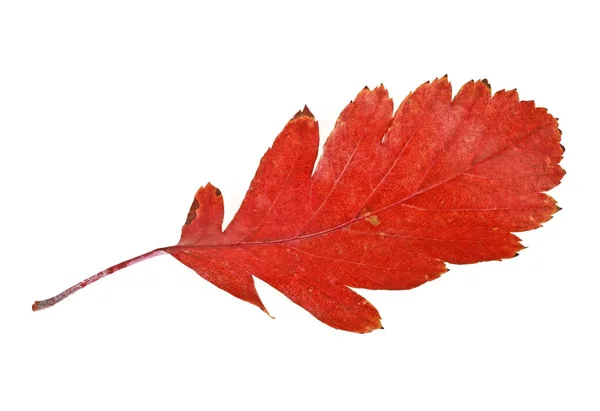 Herfstblad geïsoleerd op een witte achtergrond — Stockfoto