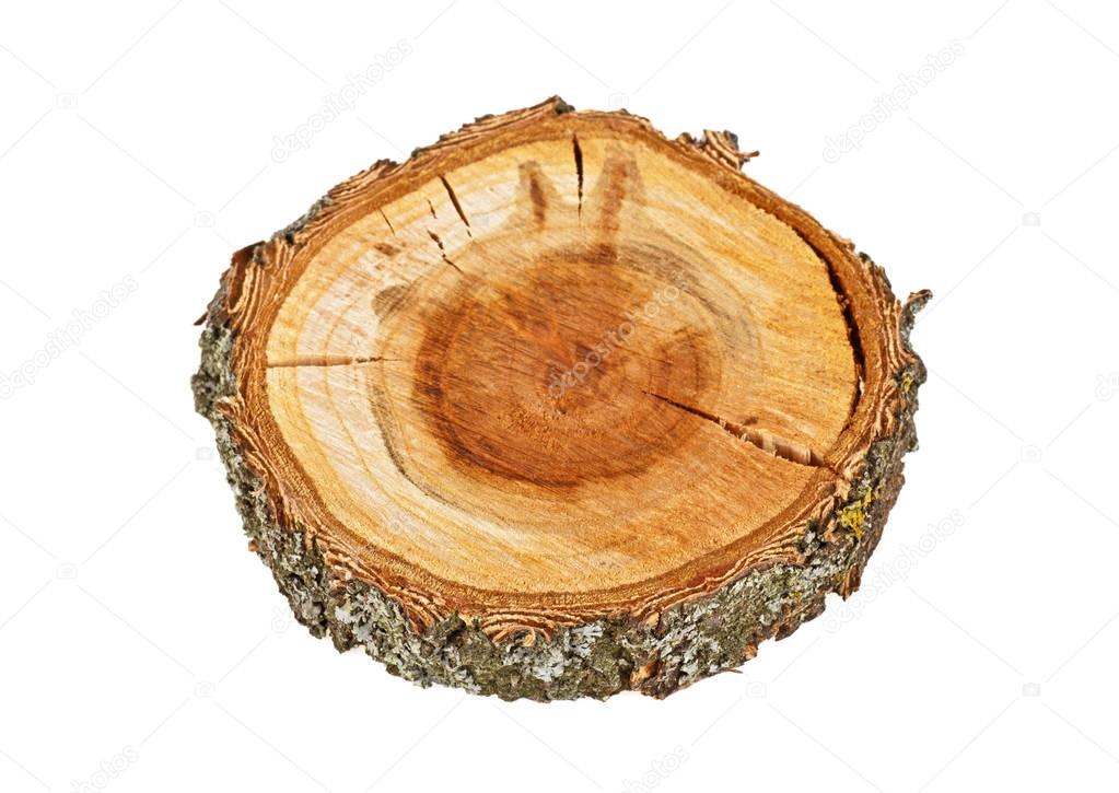 Cross section of tree trunk isolated on white background