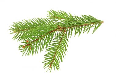 çam dalı beyaz arkaplanda izole edildi