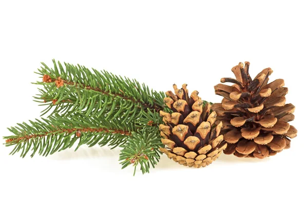 Kerstversiering - twee dennenappels en Spar boomtakken op w — Stockfoto