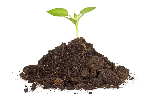 Humus bodem stapel met groene plant geïsoleerd op een witte achtergrond — Stockfoto