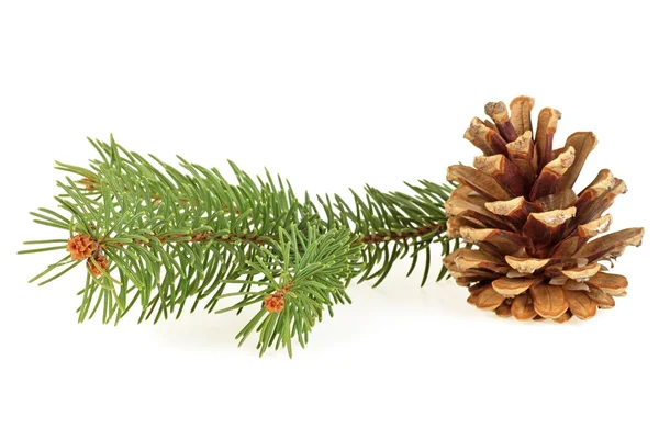 Pine cone en Spar boomtak op een witte achtergrond — Stockfoto